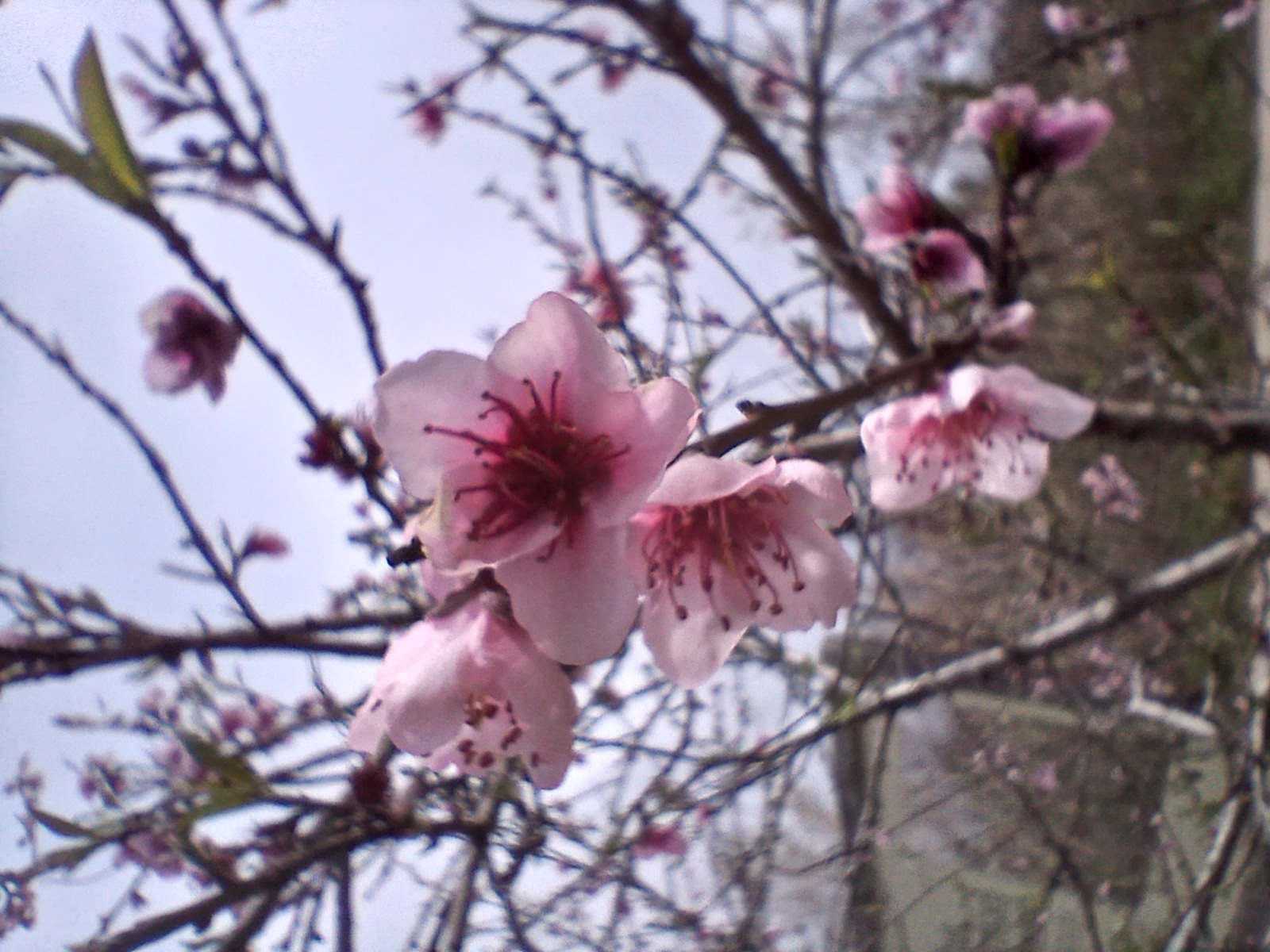 No s'ha trobat l'arxiu